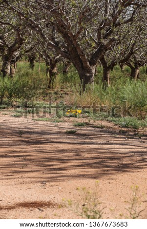 Vertical scenic view of isolated low-growing small group of colorful bright orange yellow wild Arizona Poppies flowers behind shadow streaks at pistachio nut trees during spring season