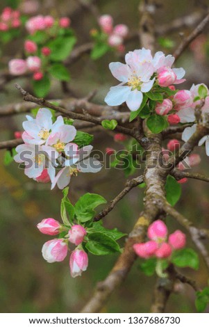 Blooming orchard, blooming Apple trees, cherry and peach blossoms, close-up, background, screensaver, and Wallpaper.