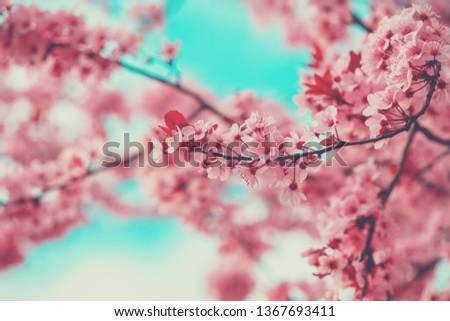 Blossoming sakura against the sky 