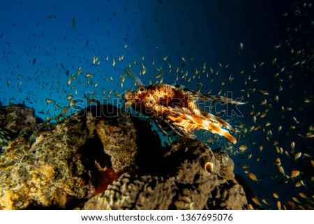 Red Sea Lion Fish