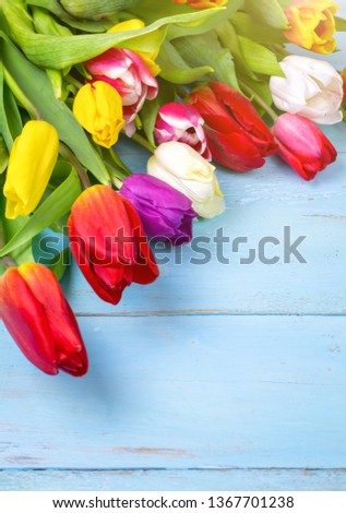 Bouquet of tulips on blue wooden table. Happy women's day. 8 March., Mother's Day. Flat lay and copy space