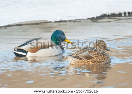 Mallards swimming in icy creek in the Upper Midwest