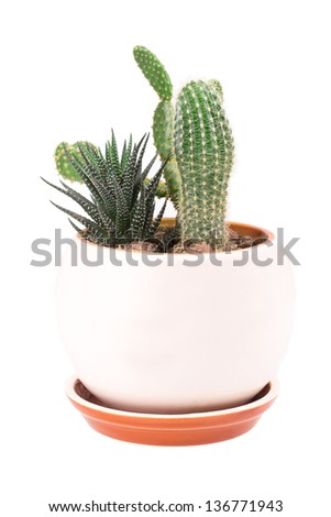 cactus in a pot isolated on white background