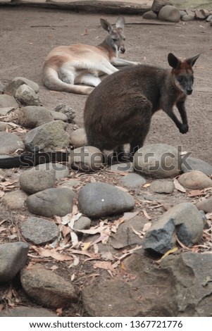 Kangaroo and Wallaby in Sydney, Australia