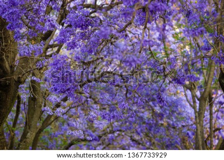 beautiful photo of the Jacaranda tress blossom during spring