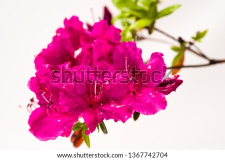 Hot Pink Magenta Red Azalea Flowers with branch and green leaves with rain water, close-up shallow focus blurry background on horizontal layout with clean white background