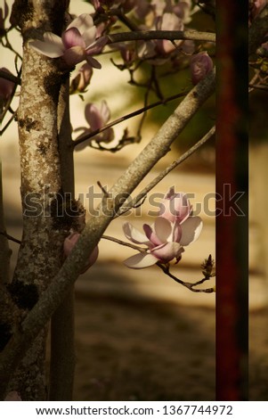                                
Pretty Magnolia poetry