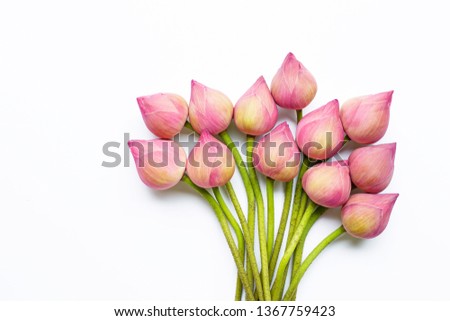 Lotus flowers on white background.