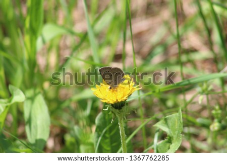 Small Blue Butterfly dancing on top of a yellow dandelion, surrounded by grass.
