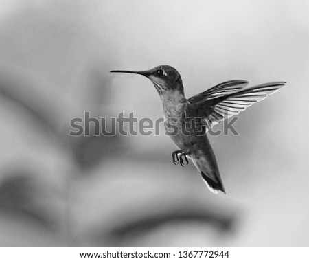 A black and white photo of a hummingbird caught flying in mid air with a blurry background.