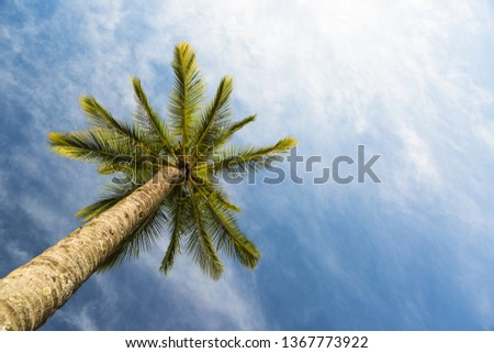 Coconut tree with  sky in the background