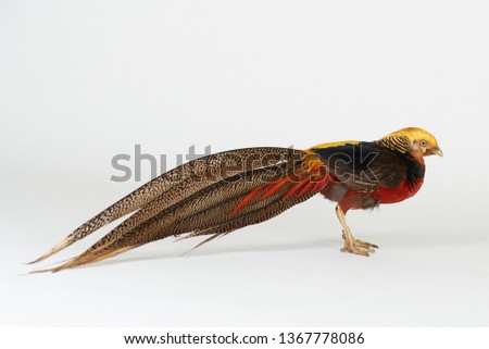 Colorful pheasant bird with long tail isolated on white studio background