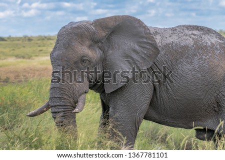 african elephant in the wilderness