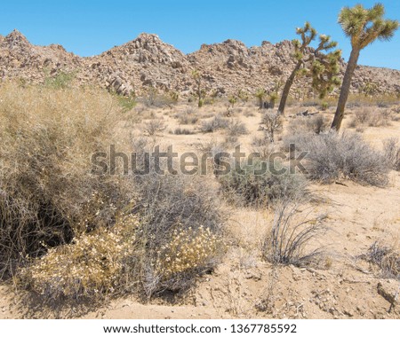 Joshua Tree National Forest - Landscape of park that contains desert, shrubs, yucca, and joshua trees