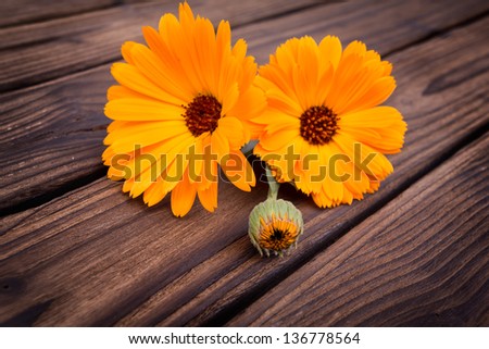 Calendula flower on wooden table