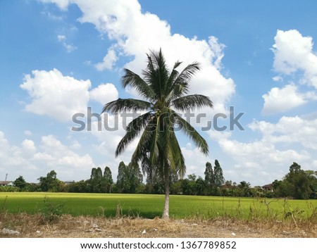 Coconut trees on rice paddies in a beautiful rural atmosphere