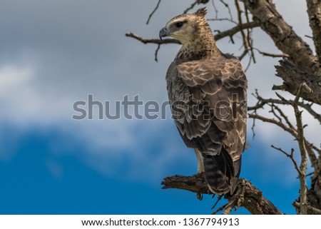 eagle sitting on a branch