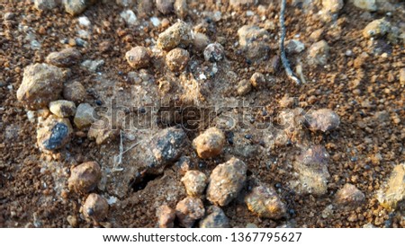 Ant Holes in Rocky Fields India