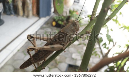 grasshopper wild animal on the tree