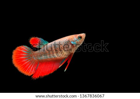 beautiful betta on black background with clipping path