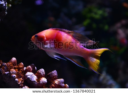 Cichlid fish colorful swimming fish tank underwater aquarium 