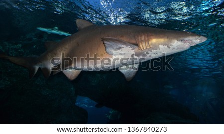 Shark swimming marine life in the ocean / Sand tiger shark picture sea underwater