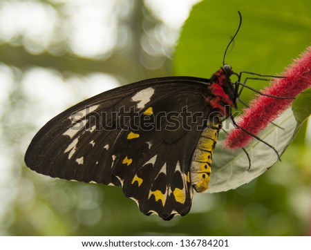Colorful birdwing butterfly (Ornithoptera priamus)