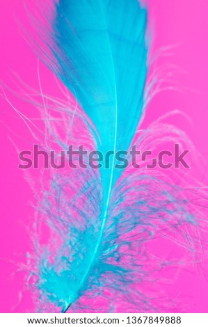 Blue feather isolated on pink background .