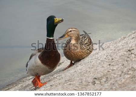 ducks in spring on the river