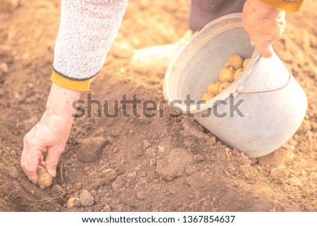 Planting potato in spring garden. Closeup of soil and old hands.