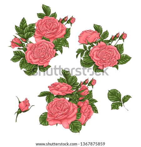 Set of coral roses. Hand drawing Vector illustration
