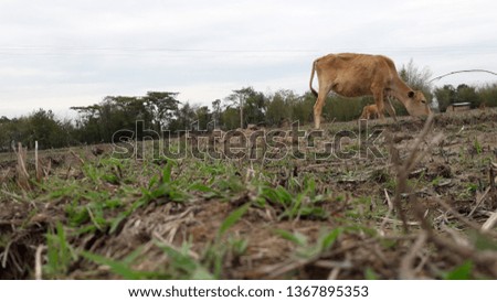 a grazing cow.
