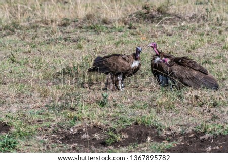 Group of big white lappet faced vulture with big claws feeding on dead prey, Maasai Mara