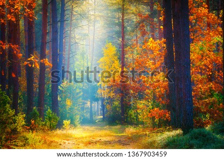 Autumn landscape. Fall background. Forest sunlight. Fall nature. Trees with colorful leaves in forest. Autumn morning in picturesque forest. Royalty-Free Stock Photo #1367903459