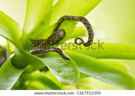 Ungaliophis panamensis, or the Panamanian dwarf boa, is a species of snake in the Tropidophiidae family. It is endemic to Nicaragua, Costa Rica, Panama, and Colombia.