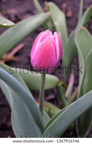 beautiful spring pink tulip 