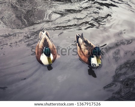 The couple ducks 