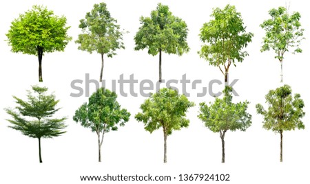 Trees green leaves. Isolated on white background (clipping path)
- total of 10
