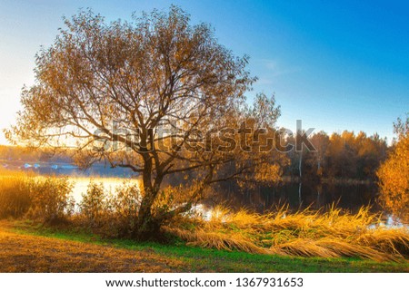 Scenic autumn landscape on river bank. Colorful tree on riverside. Fall nature