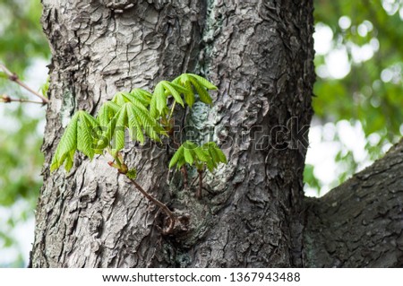 closeup of Horse Chestnut leaves on trunk in urban park at spring