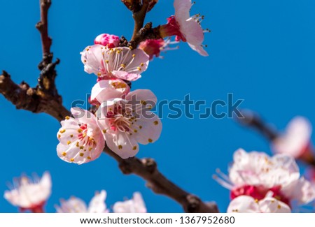 Bee and Pink Fruit Tree Blossoms in Bloom in Southern Italy in Spring