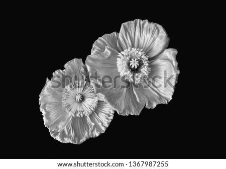 Floral fine art still life monochrome macro of a a pair of satin/silk poppy wide opened blossoms isolated on black background with detailed texture in surrealistic vintage painting style