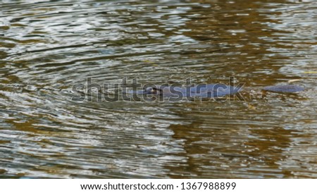 platypus on the surface of a river in tasmania