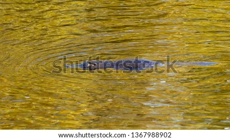 platypus swimming on river surface close up
