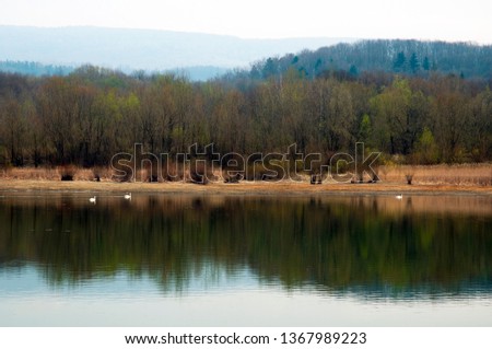White swans on a mountain lake spring day under the open sky against the background of high mountains and bright forest