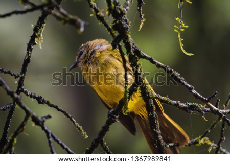 Pycnonotus flavescens : Birds of Thailand