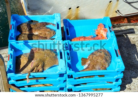 Blue plastic containers with catch of sea Electric Stingray, redfish and Monkfish, ocean delicacies. Industrial catch of fresh fish. Fish auction. Blanes, Spain, Costa Brava. Fishing in port Blanes