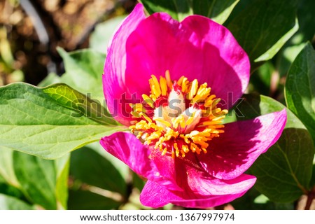 Flower of peony -paeonia mascula or coral peony - ,beautiful purple petals with yellow stamens 