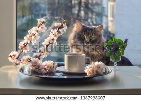 Morning coffee in a composition with flowering branches and a curious cat