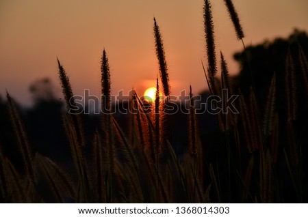 Group of poaceae with sunset light. Twilight of poaceae. Grass flower. grass flowers with sunrise background.